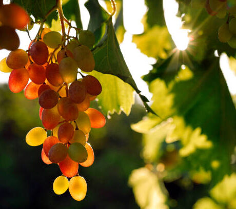 bunch of ripening grapes on a vine, vitis vinifera in the evening sun in the vineyard.
